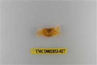 藏品(太魯閣澤蟹)的圖片